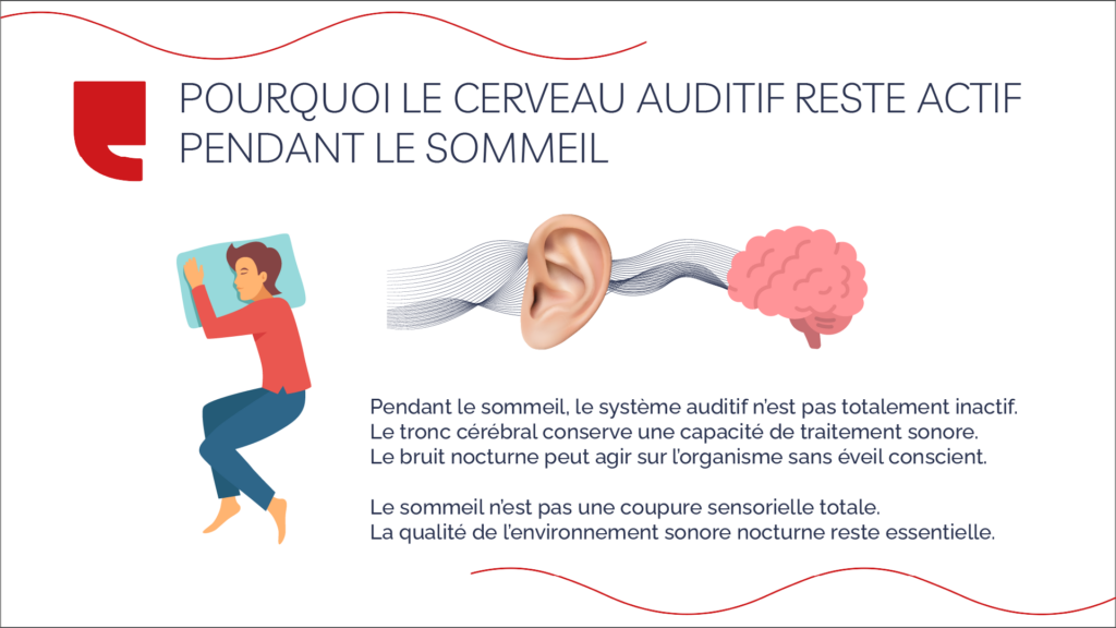 Pourquoi le cerveau auditif reste actif pendant le sommeil